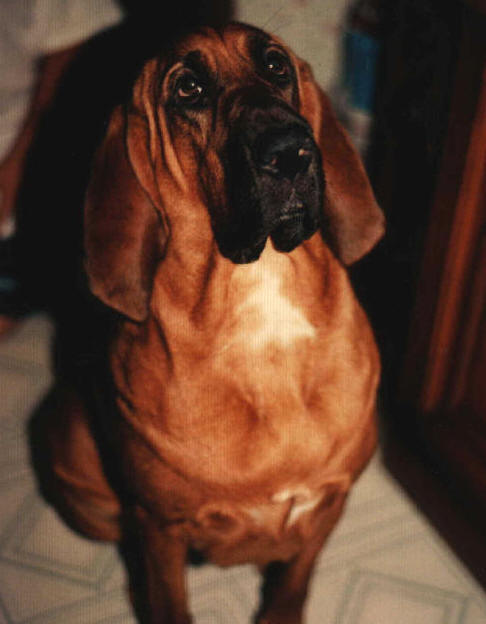 Bloodhounds by Miss Lazydays of Summer